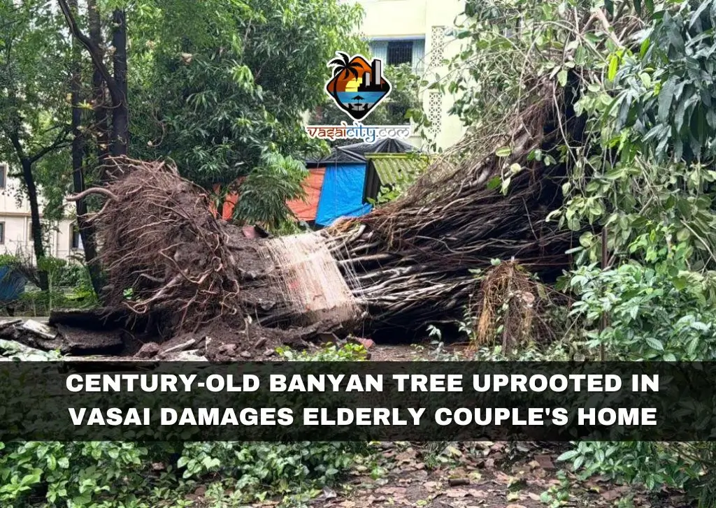 Century-Old Banyan Tree Uprooted in Vasai Damages Elderly Couple’s Home Century-Old Banyan Tree Uprooted in Vasai Damages Elderly Couple's Home