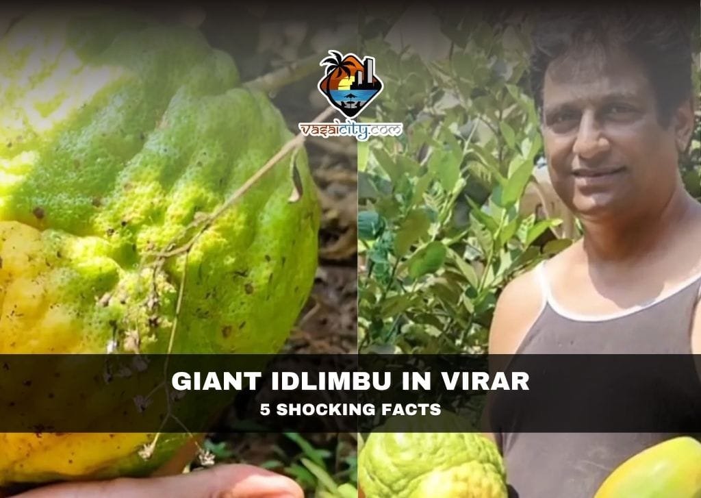 Giant Idlimbu in Virar Giant Idlimbu in Virar