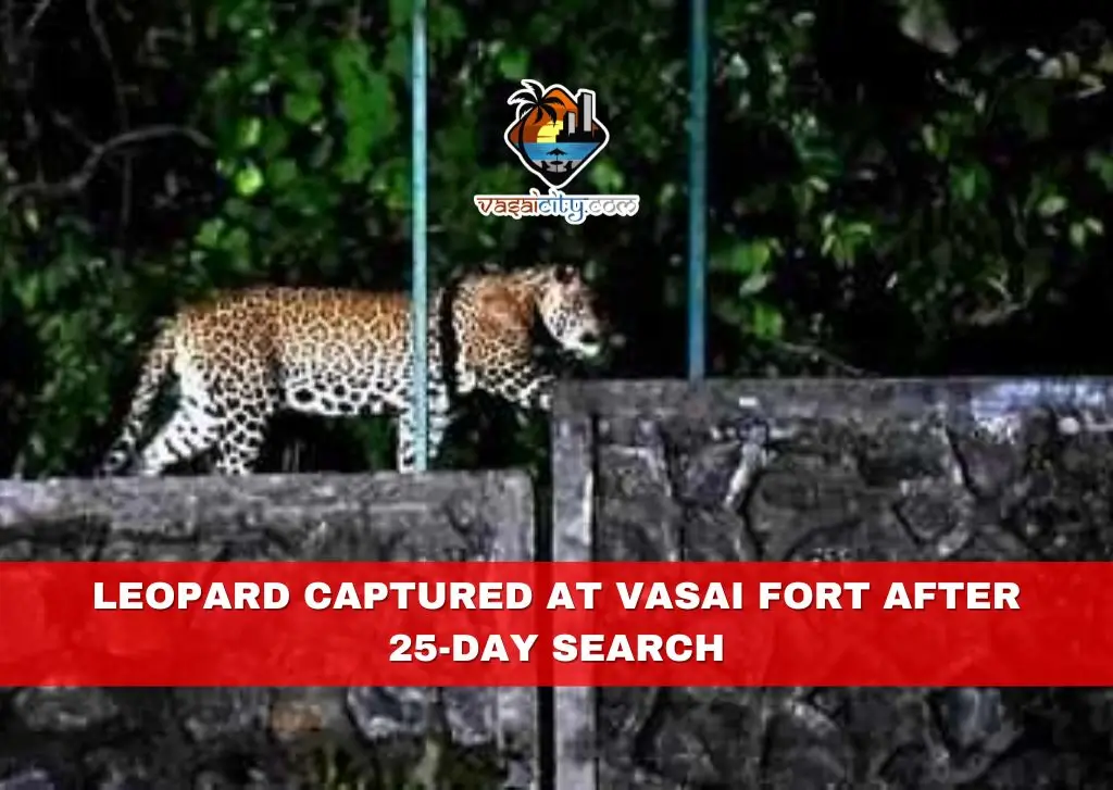 Leopard Captured at Vasai Fort After 25-Day Search Leopard Captured at Vasai Fort After 25-Day Search
