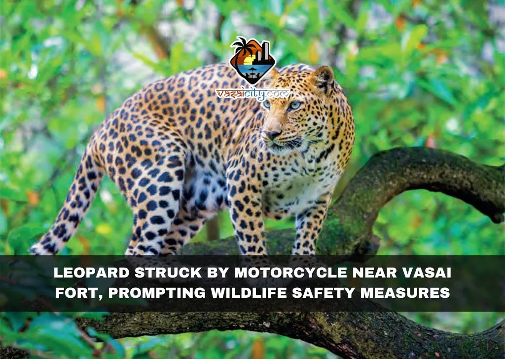Leopard Struck by Motorcycle Near Vasai Fort, Prompting Wildlife Safety Measures