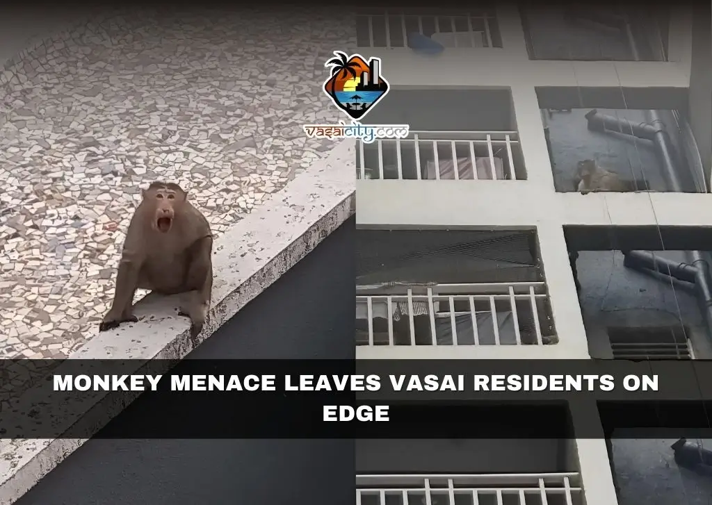 Monkey Menace Leaves Vasai Residents on Edge