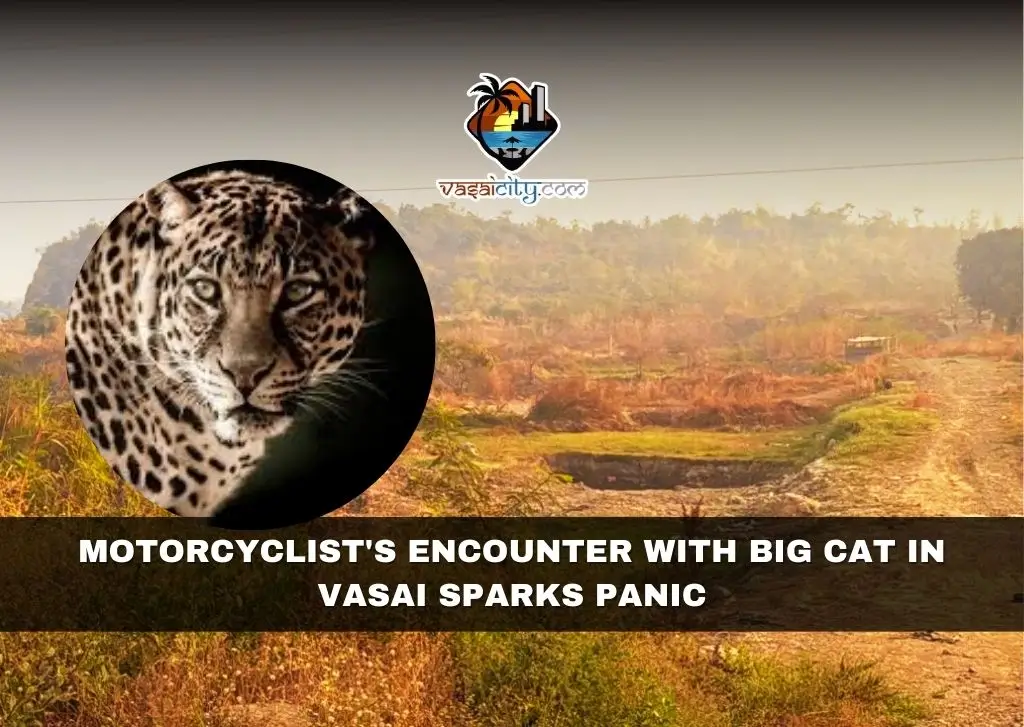 Motorcyclist’s Encounter with Big Cat in Vasai Sparks Panic Motorcyclist's Encounter with Big Cat in Vasai Sparks Panic