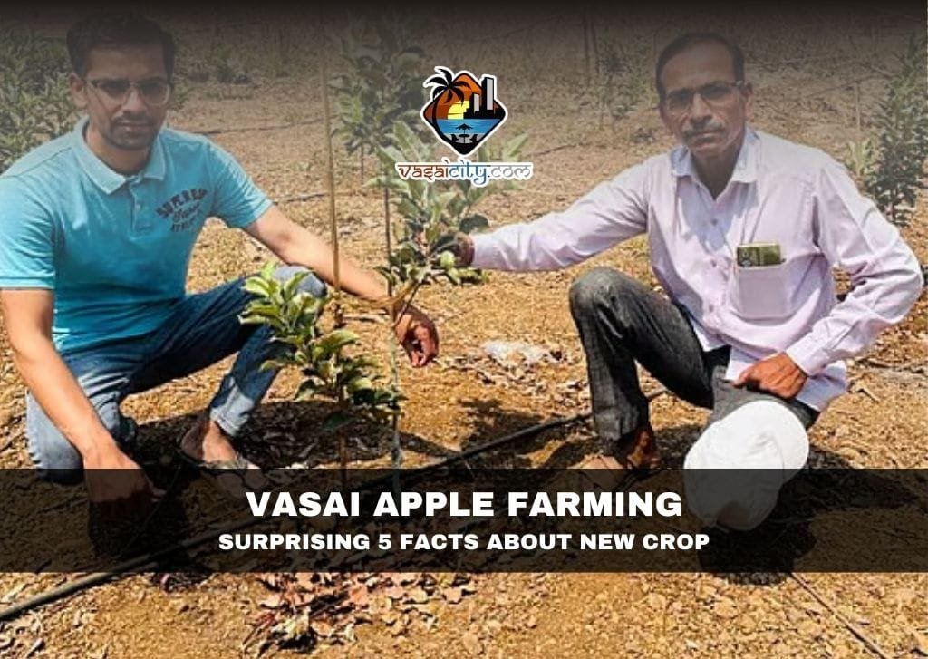 Vasai Apple Farming
