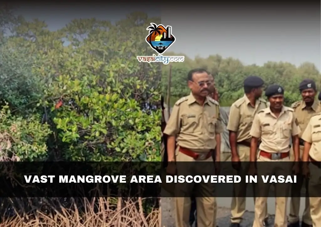 Vast Mangrove Area Discovered in Vasai